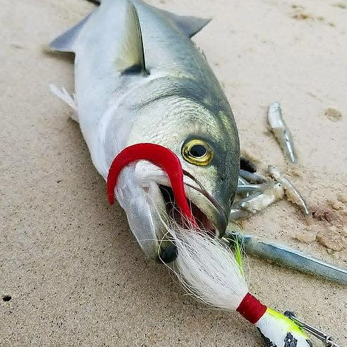 Fat Cow Jig Strips Eel Tail